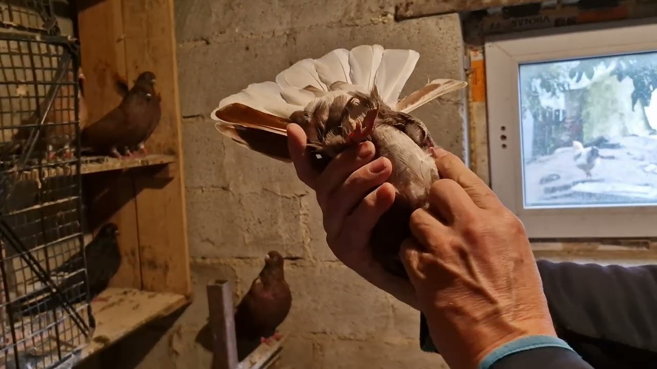 Мариупольские голуби, все що залишилось.