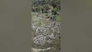 Western Australia Ghost Forest Tsunami Evidence