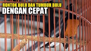 PASTI CEPAT || rontok bulu dan tumbuh bulu murai batu