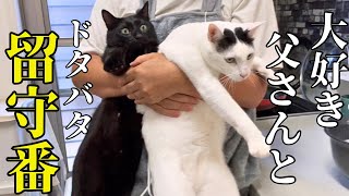 It seems like the spoiled cat was causing trouble for his