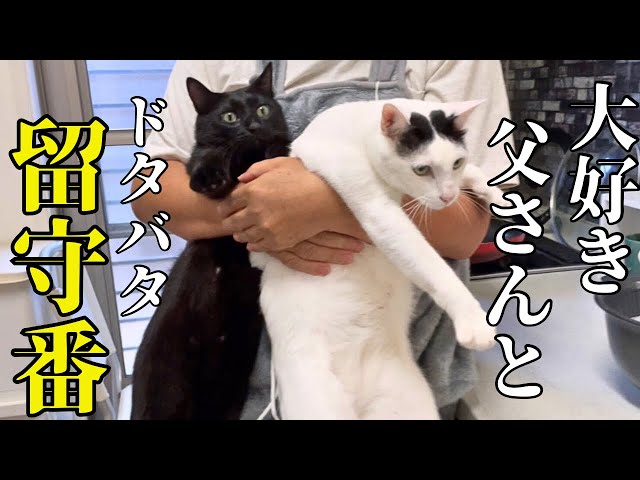 不調が治った日にきた、細くて綺麗な猫目ルチルたん！ A former stray cat goes on a late-night sprint on a cat