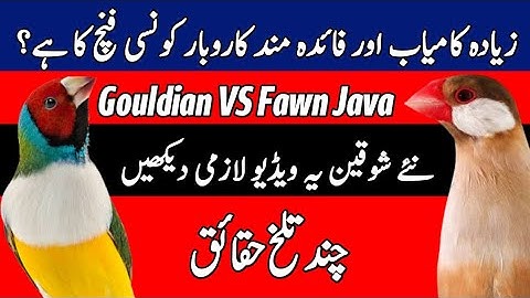 Fawn Java VS Gouldian Finch | How To Start Profitable Birds Business | Mini Zoo