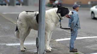 most gentle large dog breeds