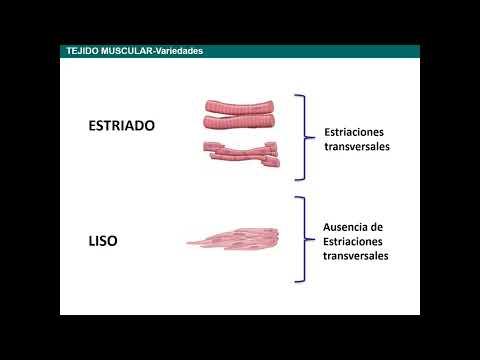 Tejido Muscular Paula Pouso 2026