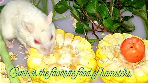 Cute moments of baby hamsters/ Khoảnh khắc đáng yêu của những chú chuột hamster con