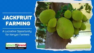 The Current State Of Jackfruit Farming In Kenya