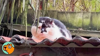 Hidden Camera Catches Mysterious Cat In Man's Garden | Cuddle Buddies