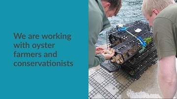 Rapid testing system to detect oyster diseases