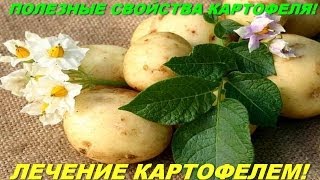 Полезные свойства картофеля! Лечение картофелем! Полезные свойства картофеля! Лечение картофелем!