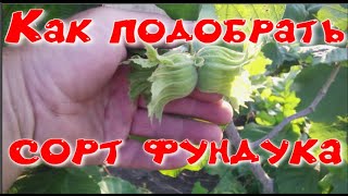 Как подобрать сорт фундука?