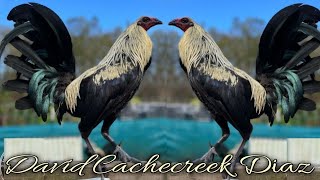 Beautiful Birds David Cachecreek Diaz Farm