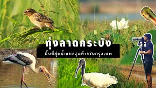 ทุ่งลาดกระบัง แหล่งดูนกในเมือง พื้นที่ชุ่มน้ำแห่งสุดท้ายในกรุงเทพ Bird Watching In Bangkok Thailand