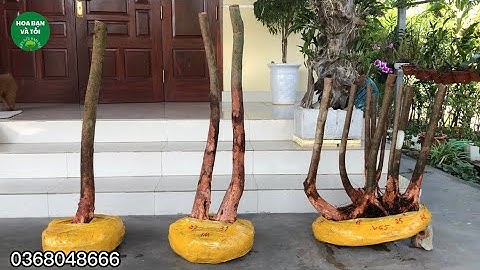 Bán phôi sim rừng bệ đẹp bầu chuẩn.Hoa bạn và tôi