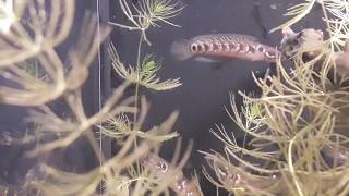 Channa asiatica diamond blood stripes young fish-part 1