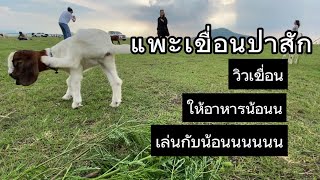 แพะเขื่อนป่าสัก , ลพบุรี - เที่ยวทำไมไทยแลนด์