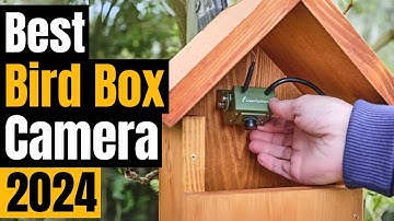 Best Bird Box Cameras of 2024 [Wildlife Cameras]