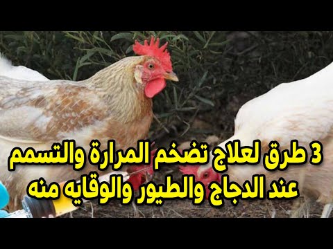 3 طرق لعلاج تضخم المرارة والتسمم عند الدجاج والطيور والوقايه منه وما هي الاعراض التي تدل علي المرارة