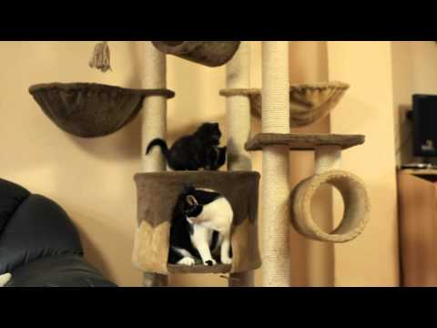 Video: Tips Voor Gewichtsverlies Bij Katten Van Bronson De Kat Van 33 Pond