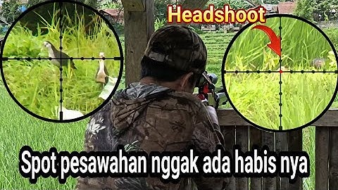 🔴 BERBURU RUAK RUAK // SPOT PESAWAHAN YANG SELALU MELIMPAH #REN HUNTER