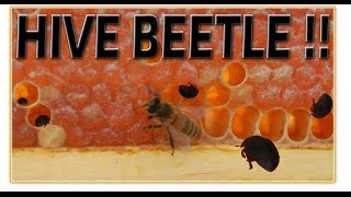 small HIVE BEETLE beekeepers ENEMY! SHB beekeeping 101