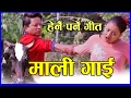 New lok dohori song 2073  mali gai  devi gharti  baburam panthi  mahendra gautam  anu niraula