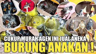 TERNYATA BANYAK JUGA ANEKA JENIS BURUNG ANAKAN/LOLOHAN DI AGEN INI !