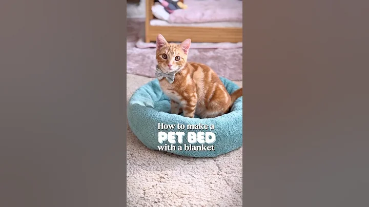 How to make a pet bed with a blanket #diy #cats #cuteanimals #pets #trending
