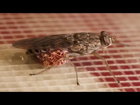 اخطر خمس حشرات في العالم