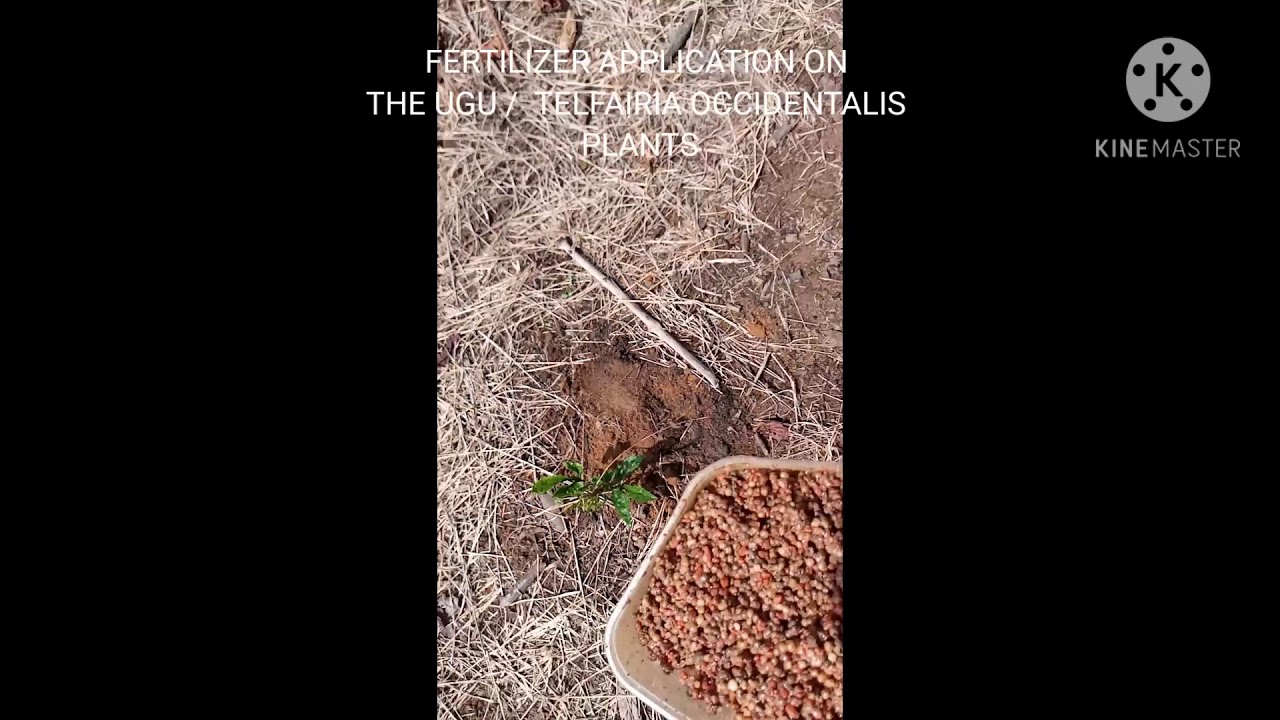 FERTILIZER APPLICATION ON UGU PLANTS YouTube