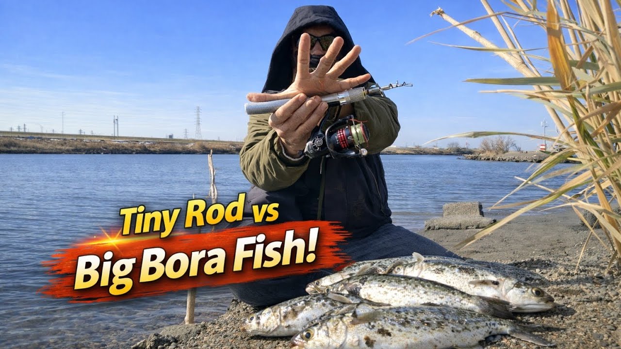 Catching Bora Fish Using a Tiny Fishing Rod! - YouTube