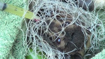 Why wildlife friendly netting?