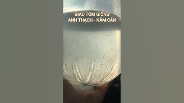 Tôm giống Cà Mau, giao tôm anh Thạch