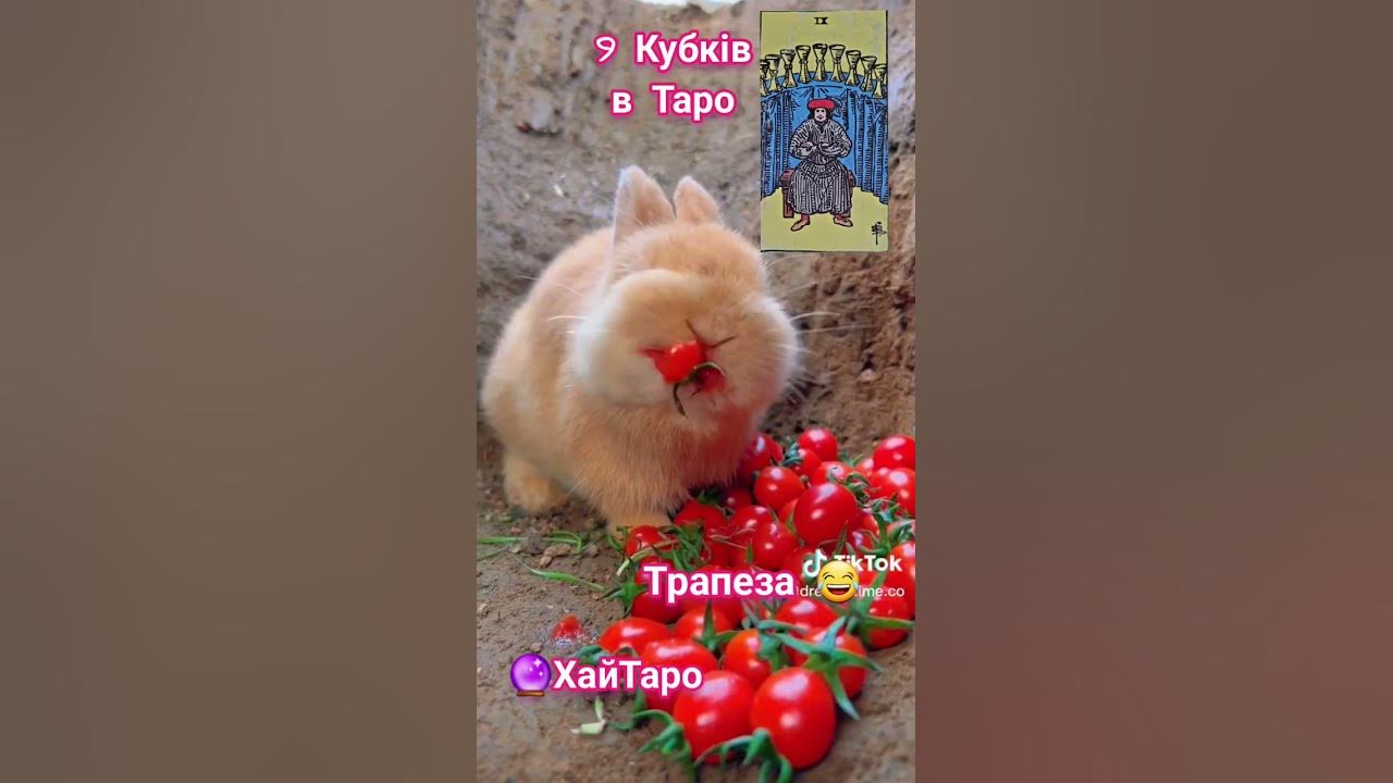 🔮 9 Кубків в Таро - YouTube