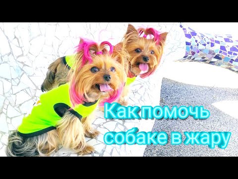 Как помочь собаке в жару