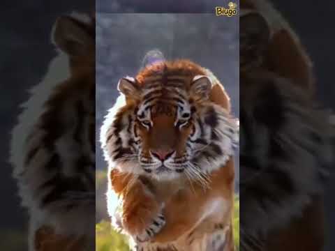 Video: Tiger Алоэ Маалымат - Жолборс Алоэ өсүмдүктөрүн өстүрүү боюнча кеңештер