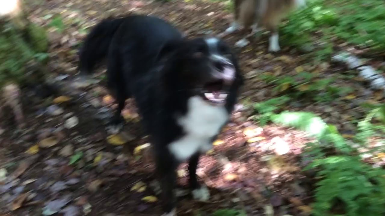 Berkeley's Boarding Kennels H Brown's dogs. YouTube