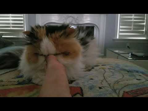 Cat Smell My