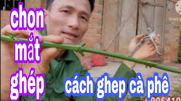 chọn mắt ghép chồi ghép và cách ghép đơn giả nhất cải tạo vườn cà già cỗi từ A~Z