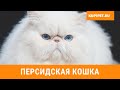 ПЕРСИДСКАЯ КОШКА ВСЕ О ПОРОДЕ. ИНТЕРЕСНЫЕ ФАКТЫ