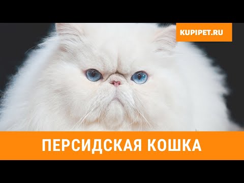 ПЕРСИДСКАЯ КОШКА ВСЕ