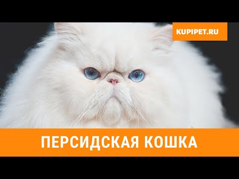 ПЕРСИДСКАЯ КОШКА ВСЕ О ПОРОДЕ. ИНТЕРЕСНЫЕ ФАКТЫ