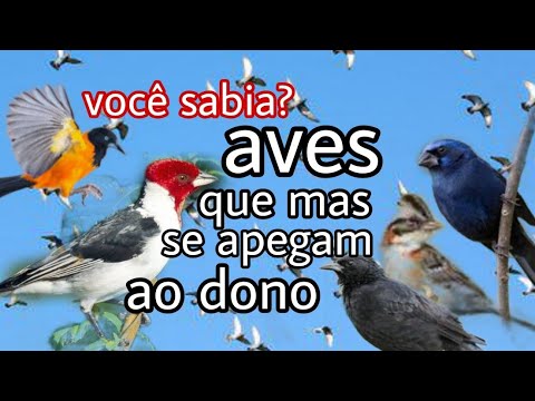 5 aves que