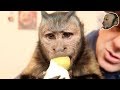 SMART Monkey Peels & Eats an Egg!