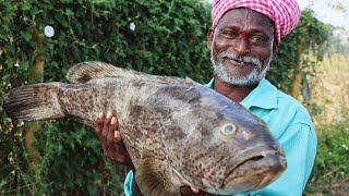 10kg Amazing Hamour Fish Recipe || Hamour Fish Curry || Ranganayakamma Kitchen