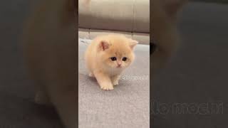 cute cats baby kitten cute moment #hellomochi #cutecat #cute #kitten #kucing #tiktok
