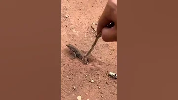 Little Lizard Rescued from Hole!