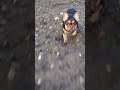 French bulldog chasing my drone dji frenchbulldog djimini2 digger flight