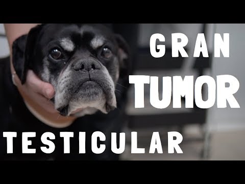 Video: Tumor Testicular (seminoma) En Perros