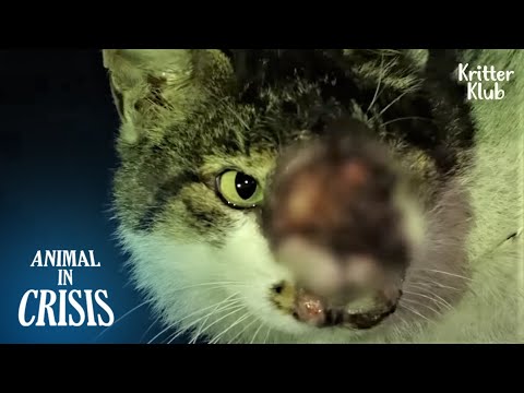 Cat With A Melting Face Wants To Put A Smile Again | Animal in Crisis EP239