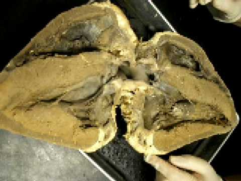 Cow heart dissection - YouTube